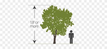 Standard Bare-root Tree Size - Semi Dwarf Peach Tree