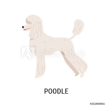 Standard Poodle