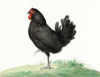 Standing black chicken (1775&ndash;1833)… | Free public domain illustration