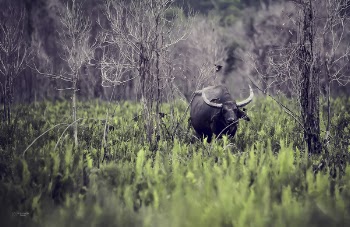 Standing Black Water Buffalo