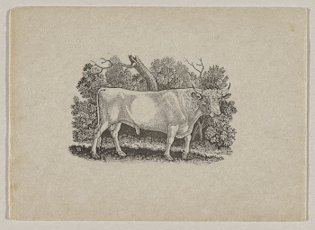 standing bull with small horns | Free Photo - rawpixel
