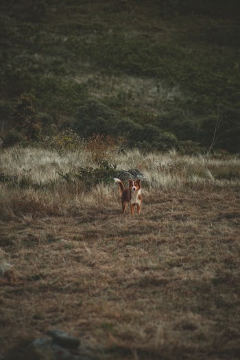 Standing Dog on Brown and Green Field