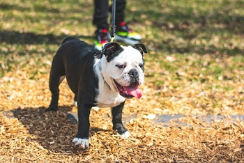 Standing English Bulldog
