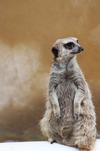 Standing Gray Meerkat Close Up Photo
