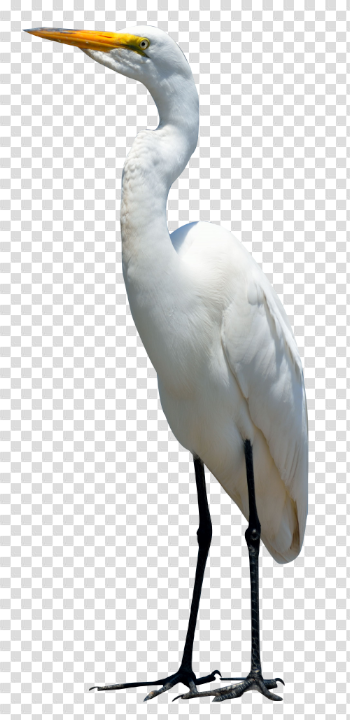 Standing Gull Bird PNG Transparent Image #18