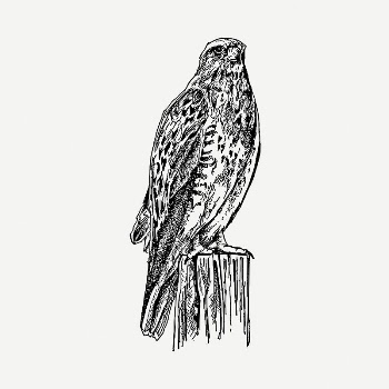 Standing hawk clipart illustration psd. | Free PSD - rawpixel