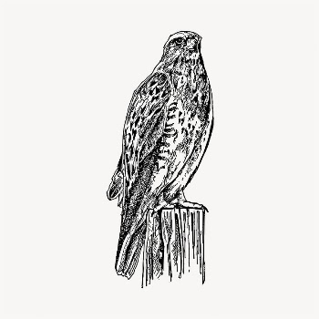 Standing hawk illustration clipart vector. | Free Vector - rawpixel