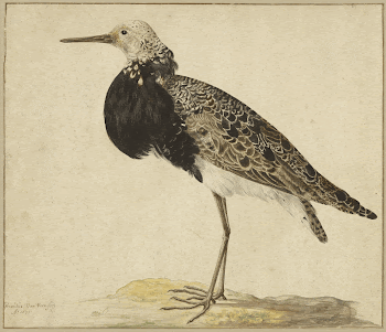 Standing Ruff; Gerardus van Veen | Free Photo - rawpixel