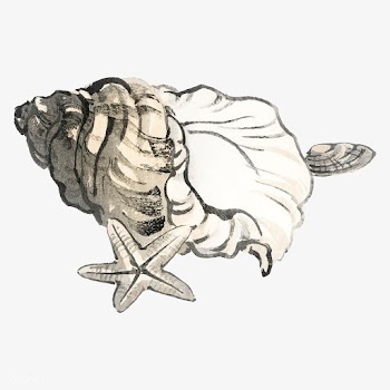 Star fish and Conchby Kōno Bairei (1844-1895.. | Free stock vector - 467159