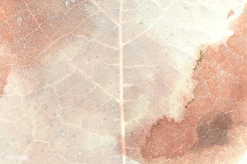 Star gooseberry leaf texture macro background | Free  illustration - 2337138