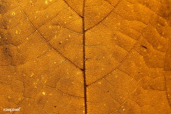 Star gooseberry leaf texture macro background | Free  photo - 2337090