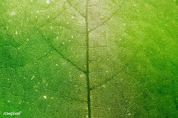 Star gooseberry leaf texture macro background | Free  photo - 2337122