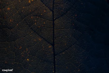 Star gooseberry leaf texture macro background | Free  photo - 2337139