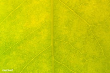Star gooseberry leaf texture macro photography | Free  photo - 2310886