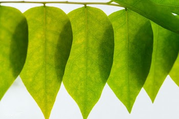 Star gooseberry leaves texture macro photography | Free  photo - 2260504