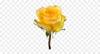 Stardust - Stardust Rose