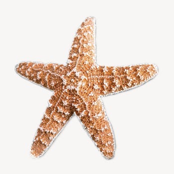 Starfish  animal collage element | Free PSD - rawpixel
