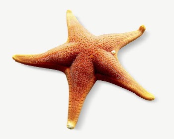 Starfish, animal collage element psd | Free PSD - rawpixel