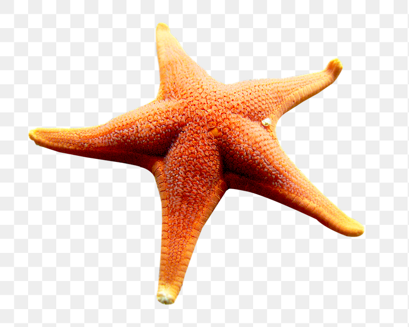 Starfish, animal png sticker, transparent | Free PNG - rawpixel