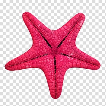 Starfish Animal Sea Vegetation , starfish transparent background PNG clipart