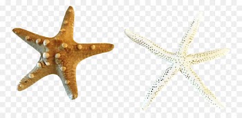 Starfish, Body Jewellery, Jewellery, Echinoderm PNG