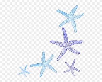Starfish Border