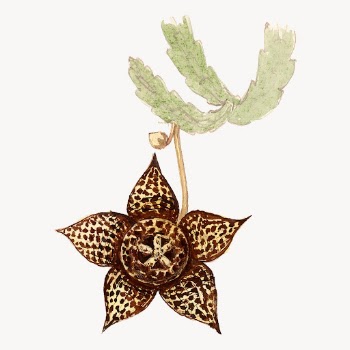 Starfish cactus illustration, aesthetic floral | Free Vector Illustration - rawpixel