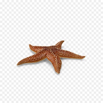 Starfish Callopatiria granifera - Marine life starfish 