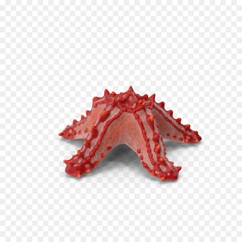 Starfish Callopatiria granifera - Tingshi starfish 