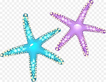 Starfish, Cartoon, Ochre Sea Star, Echinoderm PNG