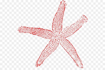 Starfish, Coral, Drawing, Echinoderm PNG