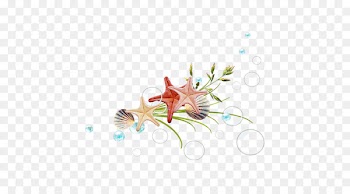Starfish Designer - Starfish Creative 