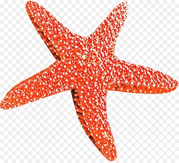 Starfish, Desktop Wallpaper, Computer Icons, Echinoderm PNG