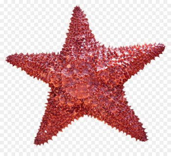 Starfish Do it yourself - Starfish 