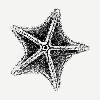 Starfish drawing, vintage illustration psd. | Free PSD - rawpixel