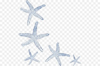 Starfish, Echinoderm, Download PNG