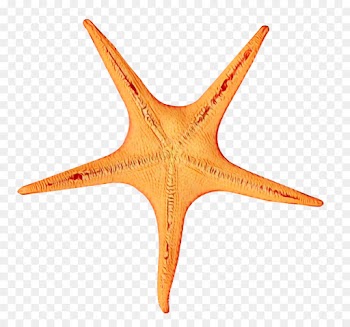 Starfish, Fish, Download, Echinoderm PNG