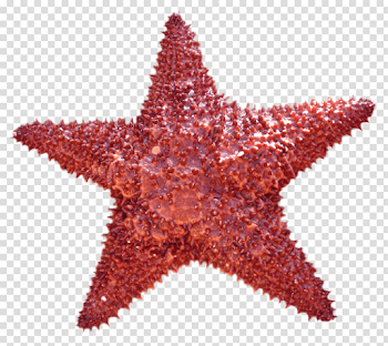 Starfish Free PNG Image