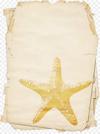 Starfish, Frog, Vertebrate, Yellow, Beige PNG