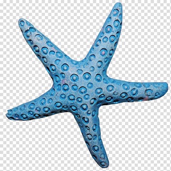 Starfish Invertebrate Animal, starfish transparent background PNG clipart