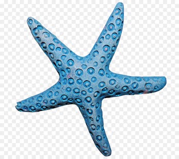 Starfish Invertebrate Blue sea star Portable Network Graphics Clip art - starfish 