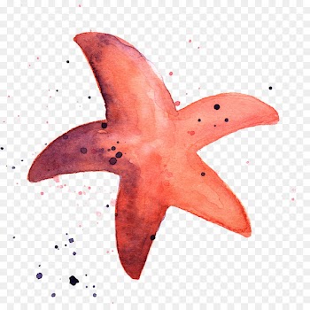 Starfish Marine invertebrates Watercolor painting Animal - starfish 