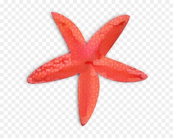 Starfish, Mermaid, Cartoon, Orange PNG