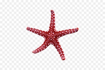 Starfish, My Name Is Rapunzel, Waking Storms, Echinoderm PNG