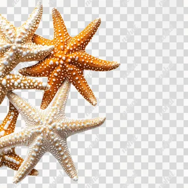 Starfish: Nature's Marvels Under the Sea