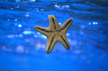 Starfish. Original public domain image | Free Photo - rawpixel