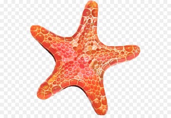 Starfish, Painting, Character, Echinoderm PNG