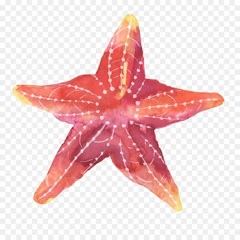 Starfish Paper - starfish 