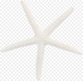 Starfish Pattern - White starfish 