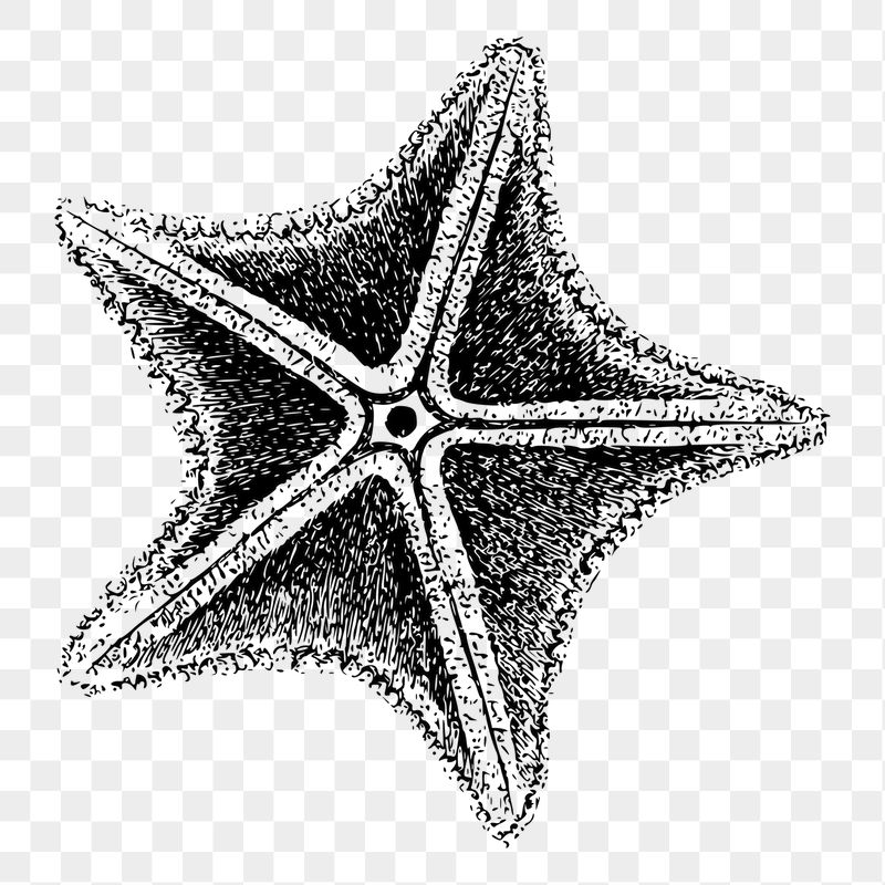 Starfish png sticker illustration, transparent | Free PNG - rawpixel